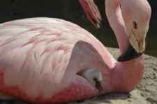 The Flamingo Mother: Losing the ‘Pink’ in Motherhood